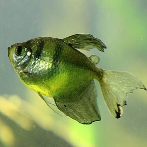 Black widow - fish, not spider