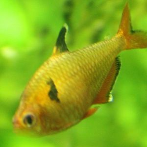 Sarpae tetra