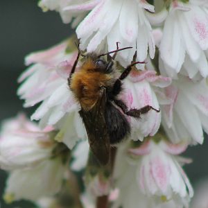 Bumblebee ID