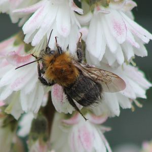 Bumblebee ID