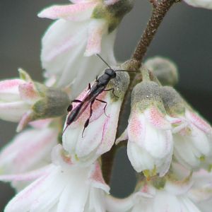 Scorpion fly (?)