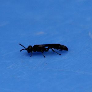 Insect ID