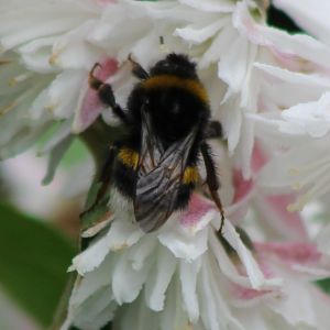 Bumblebee ID