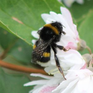 Bumblebee ID