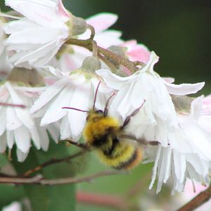 Bumblebee ID