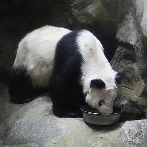 Giant panda #320 LE LE