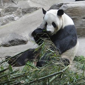 Giant panda #496 GU GU