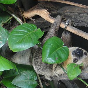 Linnaeus's two-toed sloth