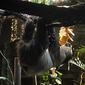 Two-toed sloth's dinner