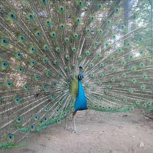 Blue Peafowl male