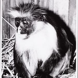 Zanzibar red colobus