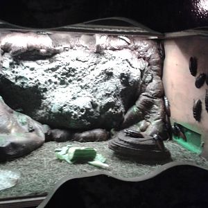 Enclosure Madagascar hissing cockroachs