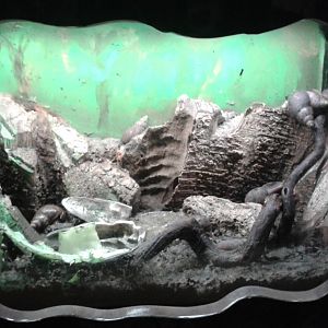 Enclosure African giant snails