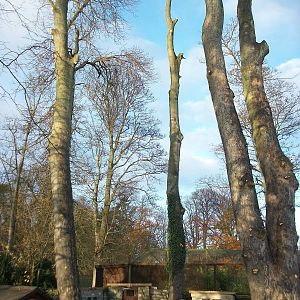 Sycamore removal, November/December 2013