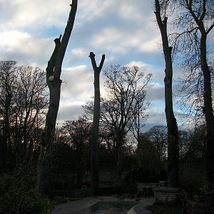 Sycamore removal, November/December 2013