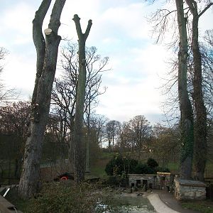 Sycamore removal, November/December 2013
