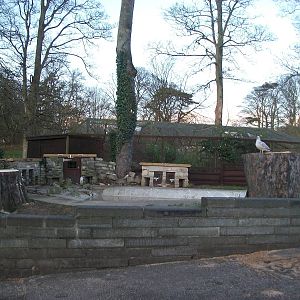 Sycamore removal, November/December 2013