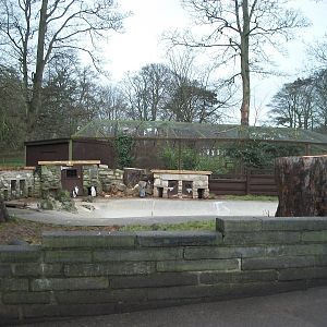 Sycamore removal, November/December 2013