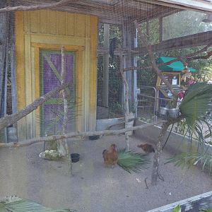 Palm Cockatoo Exhibit