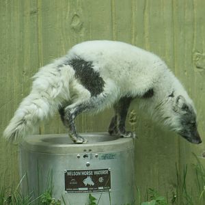 Arctic Fox