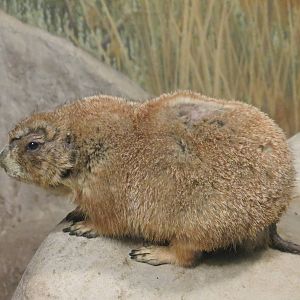 Black-tailed Prairie Dog