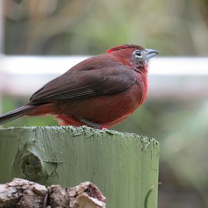 Red-crested Finch