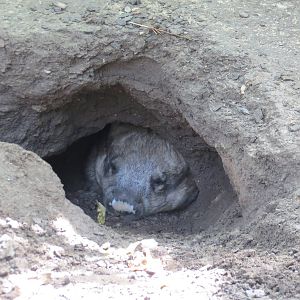 Southern Hairy-nosed Wombat