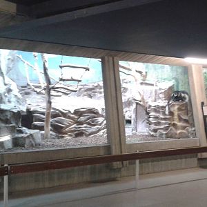 Part of the Guerezas enclosure