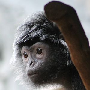 Silvered leaf monkey