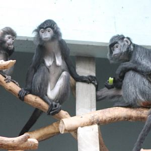 Silvered leaf monkeys