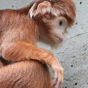 Silvered leaf monkey