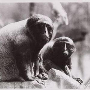 Owl-faced monkeys