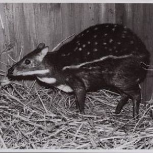 Water chevrotain