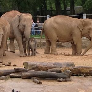 Elephants and Baby 29.05.2014