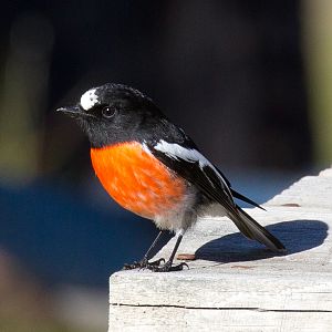 Scarlet Robin