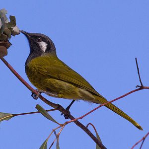 White-eared Honeyeater