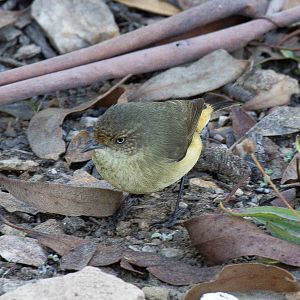 Buff-rumped Thornbill