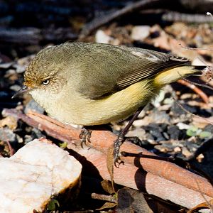 Buff-rumped Thornbill