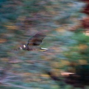 Yellow-tailed Black Cockatoo