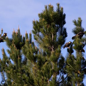 Tree-full of Yellowtailed Black Cockatoos