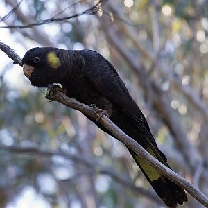 Yellowtail Black Cockatoo