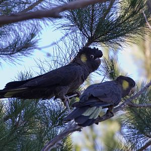 Yellowtail Black Cockatoo pair