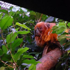 Golden Lion Tamarin