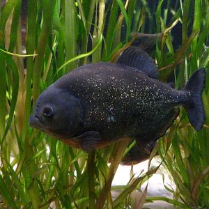 Piranha in the Clore