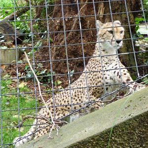 Cheetah in the former tiger enclosure