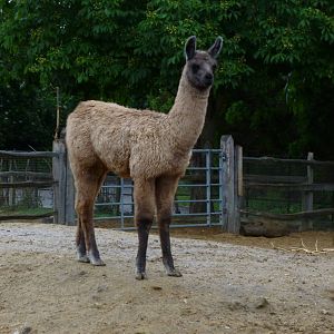 Young llama