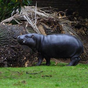 Pigmy Hippo