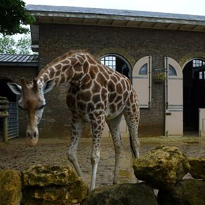 Giraffe