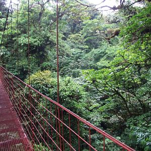 Cloud Forest Suspension Bridge, Monteverde, 20/04/14
