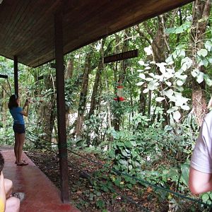 Hummingbird Gallery, Monteverde, 20/04/14